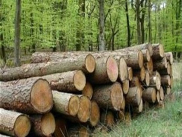 کشف و ضبط خودروی حامل 3 تن چوب‌آلات جنگلی در آمل