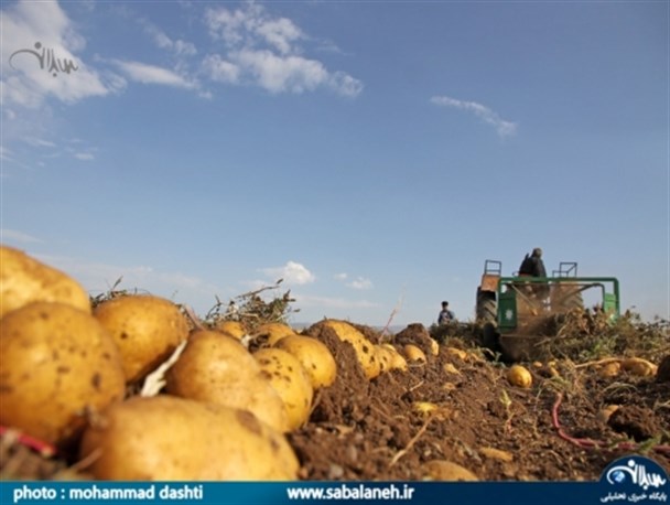 آغاز برداشت سیب‌زمینی از مزارع اردبیل