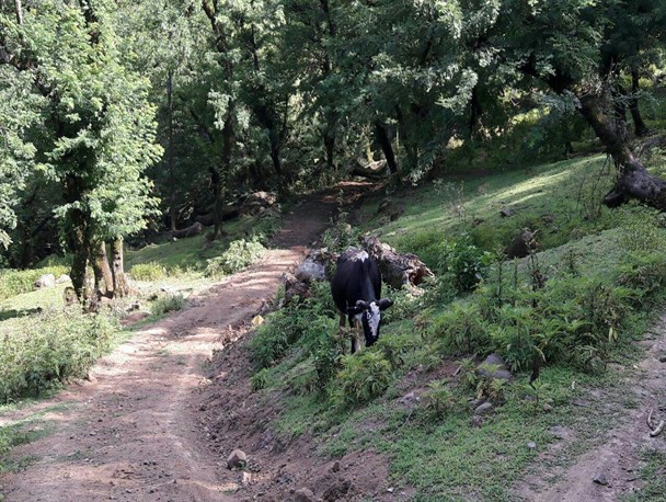 مناطق جنگلی روستای پیلجه املش +تصاویر