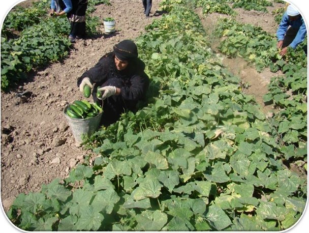 آغاز برداشت خیار از 400 هکتار اراضی زیر کشت در کوهسرخ کاشمر