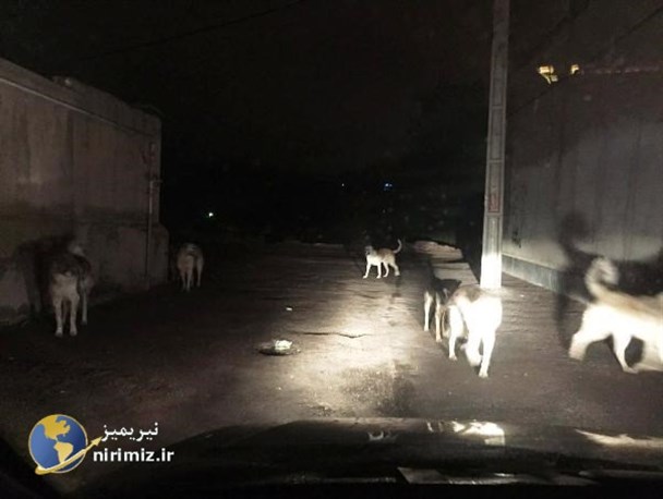 سگهای ولگرد مخل آسایش شهروندان نیری+فیلم