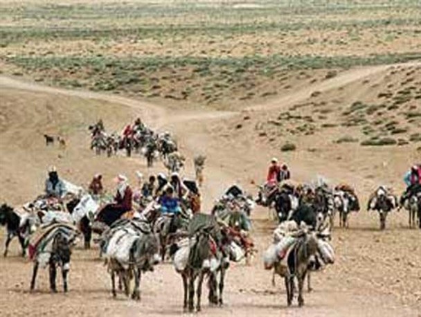 سهم بیمه ای دام عشایر استان تنها 16 درصد است