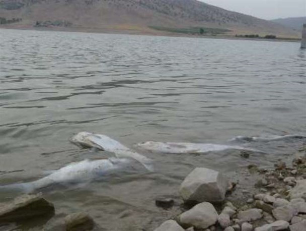 زنگ خطر آلودگی سد سراب گیلانغرب به صدا در آمد/ مرگ صدها قطعه ماهی