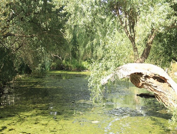 زیبایی‌های طبیعت در روستای شاهنجرین