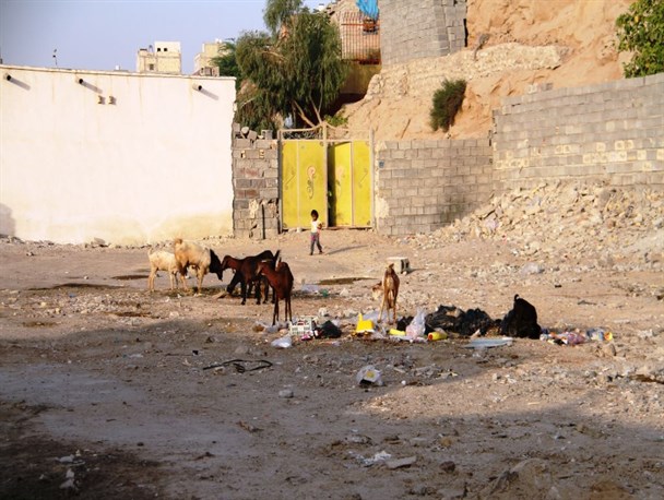 بحران بهداشت محیط در پس کوچه های قطب اقتصاد کشور/ اینجا انسان و حیوان زندگی مسالمت آمیزی با یکدیگر دارند