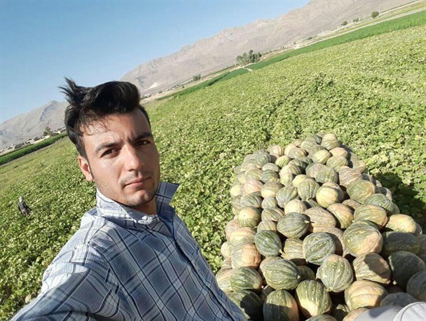 برداشت کدو صادراتی از مزارع روستای قصیرا کوار