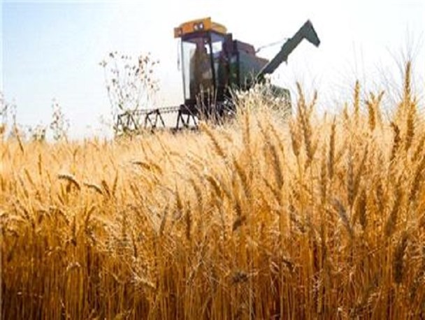 خرید 550 هزار تن گندم از کشاورزان کرمانشاهی