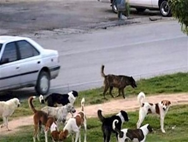 فیلمی رعب انگیز از گله سگ های ولگرد در سی سخت