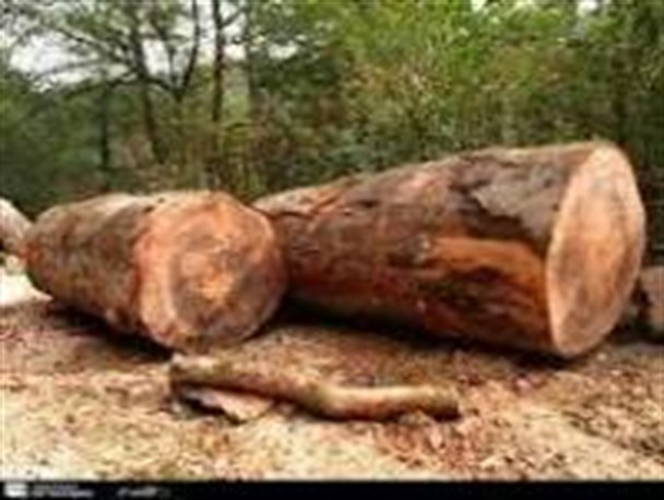 چندین محموله انواع چوب قاچاق در عباس آباد کشف شد