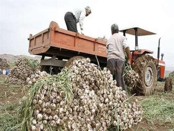 صادرات سیر طارم به خارج از کشور/ نبود واحدهای فرآوری از مشکلات مهم سیرکاران طارم است