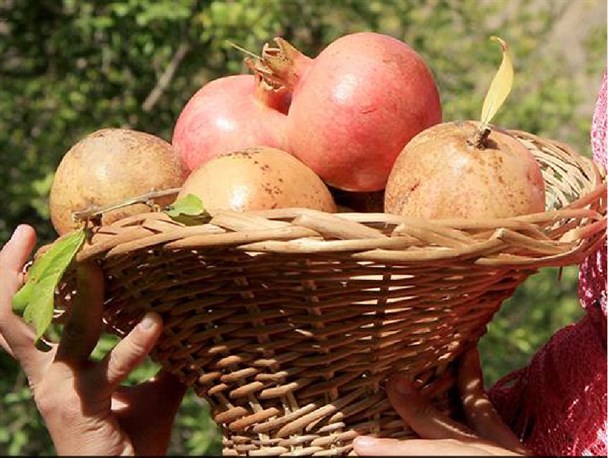 برداشت مرکبات 100 هکتار از باغات در شهرستان لالی آغاز شد