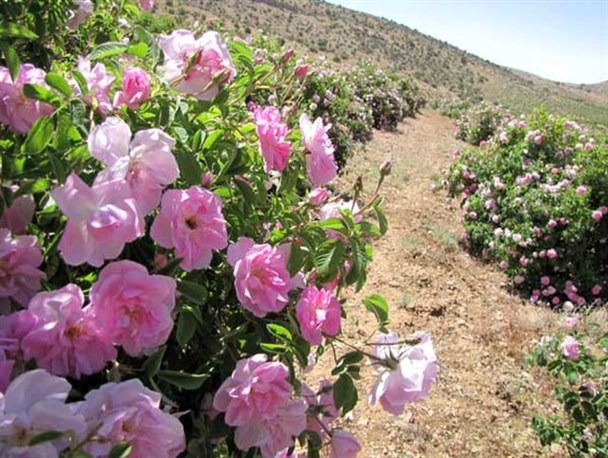 کاشت گل محمدی در 11 هکتار از اراضی کشاورزی شهرستان خاتم