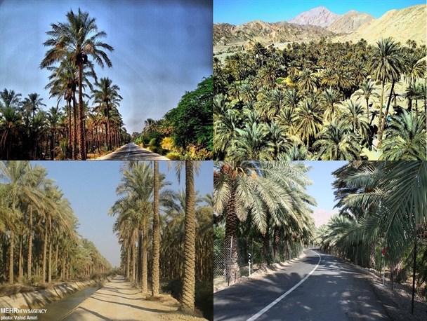 دلالان، شیرینی خرما را برای نخل‌داران بوشهری تلخ کردند