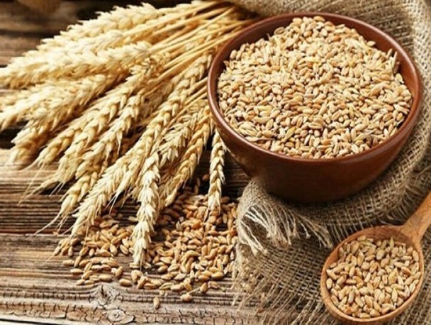 ۱۷ هزار تن بذر اصلاح شده گندم در لرستان تهیه شد