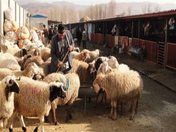 دردِ خوشحالی دامداران از مرگ دام به دلیل ضررهای بی حد و حساب/ چشم مسئولان بر چالش‌های دامداران بسته است