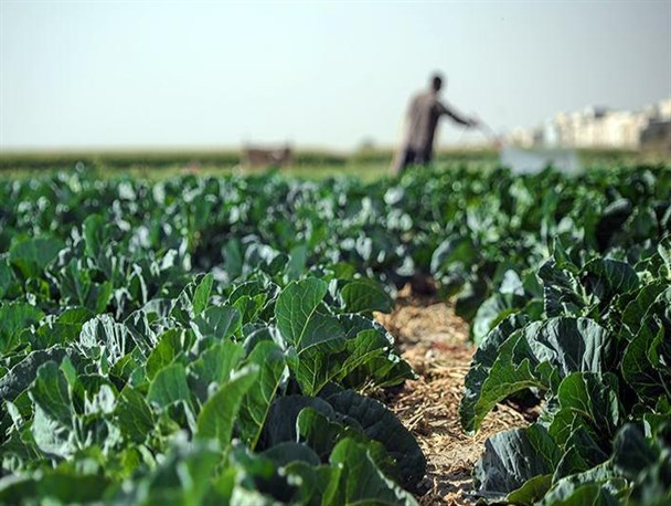 مزرعه داری، از شغل های پرطرفدار زنان چهارباغ است/ سود کشاورزان در جیب دلالان