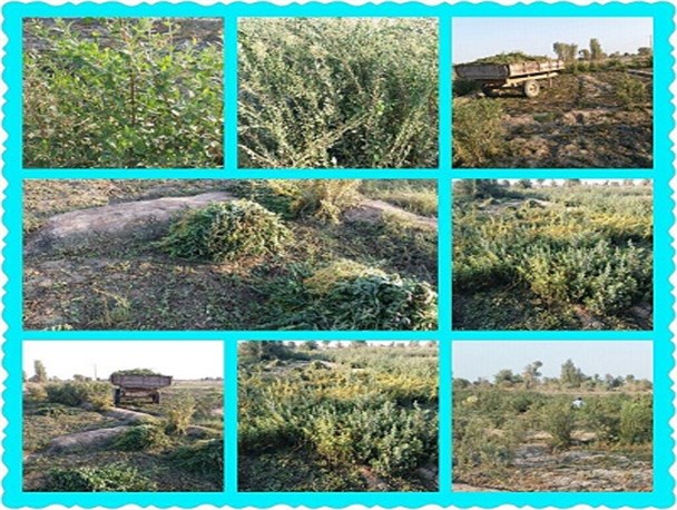 برداشت سنتی حنا از یکی از قطب های تولید حنا کشور/تصاویر