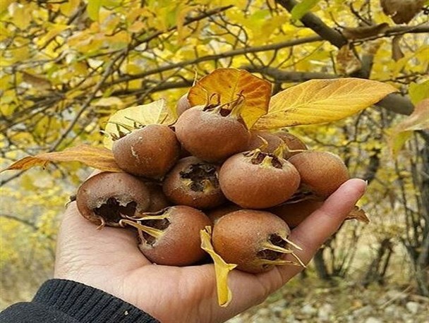خواص معجزه ی پائیزی لاهیجان +عکس