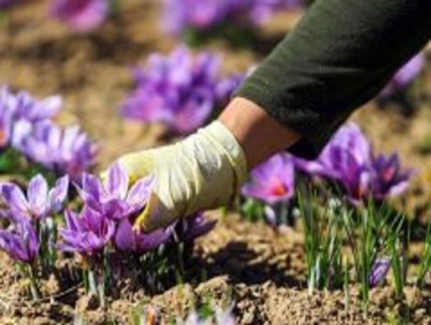 آغاز برداشت زعفران از مناطق کوهستانی شهرستان کاشان
