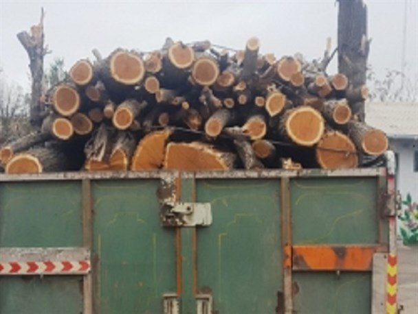 کشف بیش از ۵ تن چوب قاچاق در اردبیل