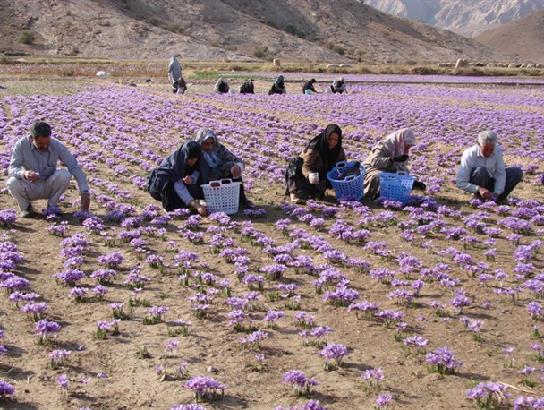 پیش‌بینی برداشت ۲۰ کیلوگرم زعفران از مزارع ندوشن
