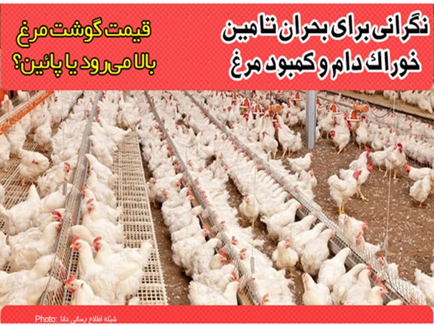 فتونیوز/قیمت گوشت مرغ بالا می‌رود یا پائین؟