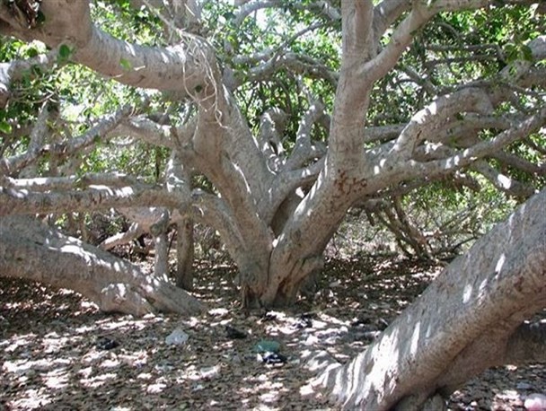 این بار درختان، جاذبه گردشگری سیستان و بلوچستان می‌شوند/ جلوه‌های سبزرنگ بر بوم نقاشی آفریدگار
