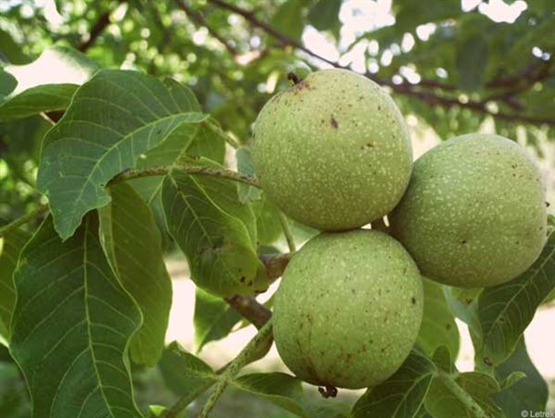 برداشت گردوی سبز در تویسرکان بدون هیچ گونه فوتی به پایان رسید