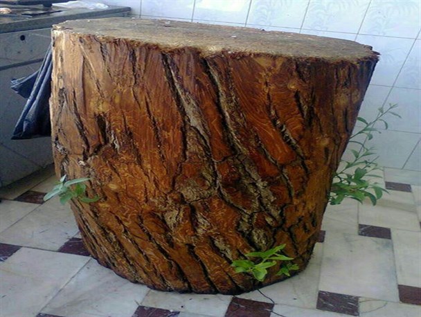 وقتی روزنه امید از تنه ی درختی در مغازه جوانه می زند + عکس