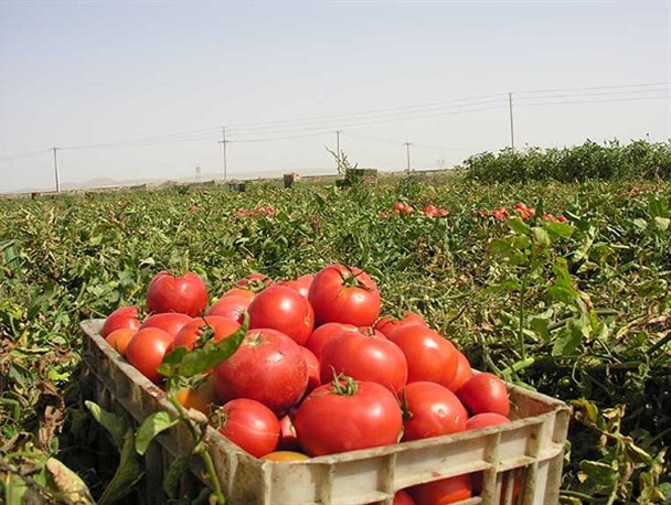 طلای سرخ دشتی در سراشیبی سقوط قیمت