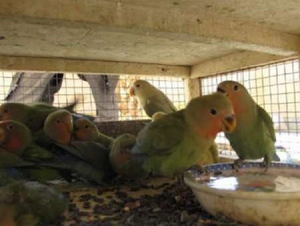 کشف بیش از ۵۰۰ قطعه پرنده زینتی قاچاق در مرز روتک سراوان