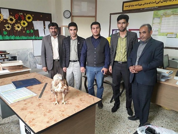 نجات یک پرنده شکاری توسط یک معلم در لردگان+ تصویر