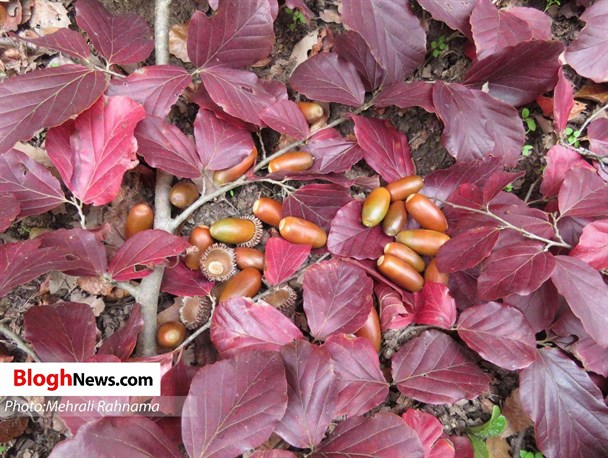 مناظر پاییزی زیبای سوادکوه+تصاویر