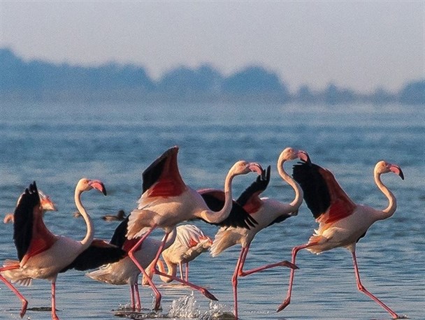 خطر شیوع بیماری آنفولانزای فوق حاد پرندگان از طریق زیستگاه پرنگان مهاجر/ هیچ موردی از آنفولانزای پرندگان در استان زنجان نداشتیم