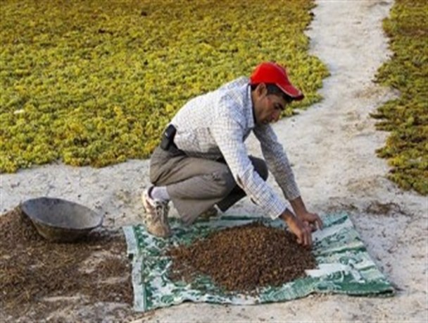 تولید سالانه ۳۰ هزار تن کشمش در خنداب/خرید تضمینی،نفع کشاورزان و قطع دست دلالان را در پی داشت