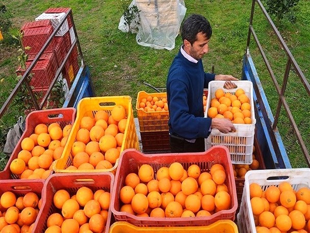 امسال هیچ مشکلی در ذخیره و تأمین مرکبات شب عید نداریم