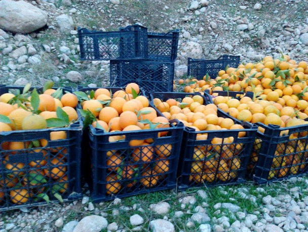 برداشت مرکبات از باغات کهگیلویه + تصاویر