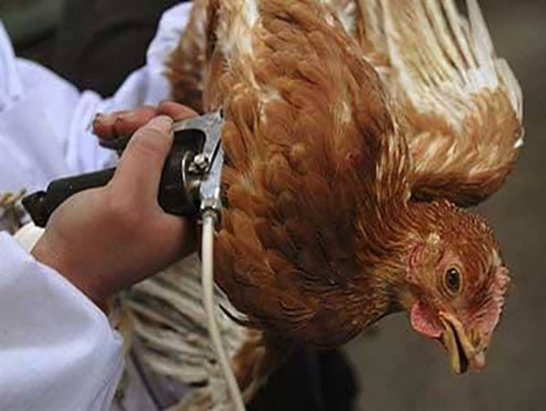 آنفولانزای پرندگان در خراسان رضوی گزارش نشد