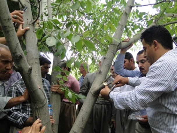 سرشاخه کاری، طرحی کارشناسانه برای مقاوم سازی درختان گردو