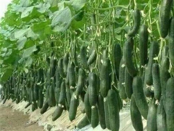 بازگشت محصولات کشاورزی به علت عدم تطابق استاندارهای دو کشور بوده است