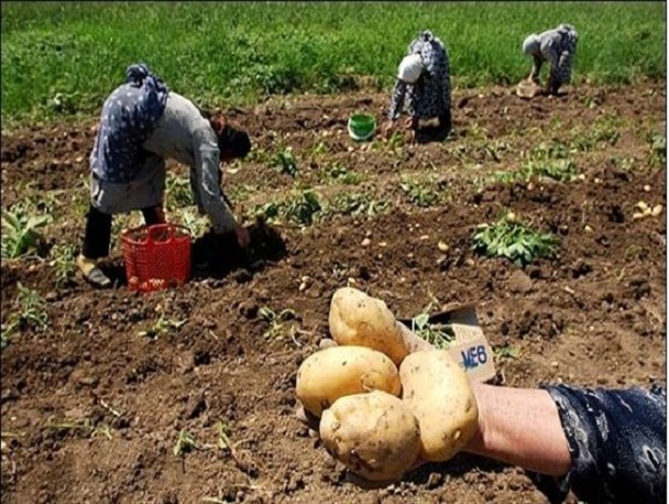 پشنهاد پوسترهای انتخاباتی برای کاندیداها در فریدن رسید