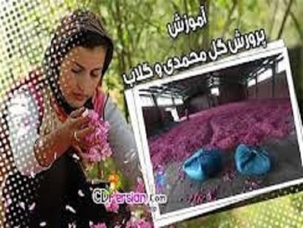 آموزش کاشت گل محمدی در استان بوشهر