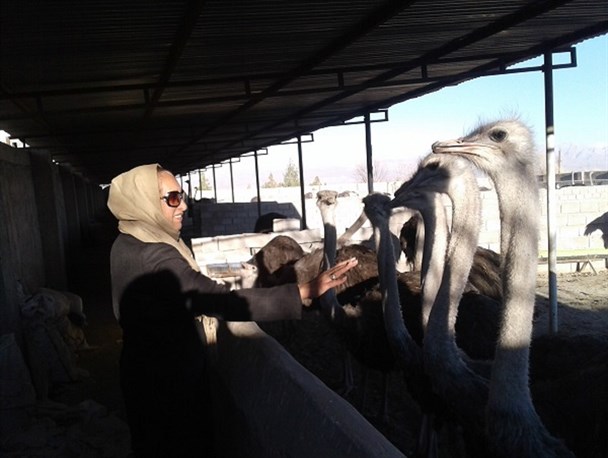 بزرگترین پرورش دهنده شتر مرغ کرمان از مشکلات اقتصادی و عدم حمایت مسئولان می گوید