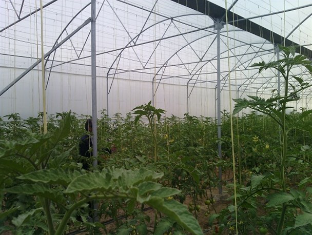 یک واحد گلخانه ای در روستای لاور شرقی به بهره برداری رسید