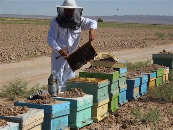 صحنه ای از تلاش یک لقمه نان حلال/ از آلومینیوم سازی تا پرورش طلای خوراکی