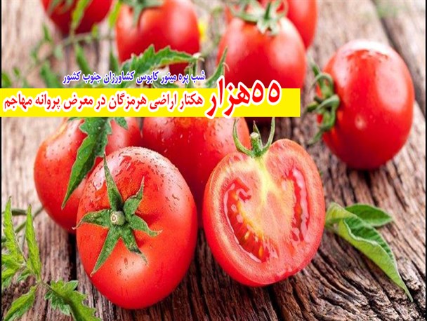 ۵۵هزار هکتار از اراضی هرمزگان در معرض پروانه مهاجم