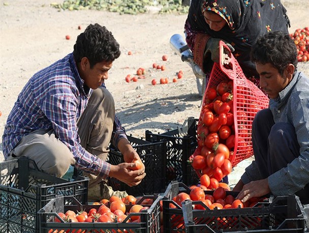 کشاورزان گوجه کار جنوب هرمزگان نیازمند حمایت+تصویر