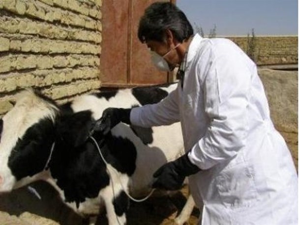 آغاز اقدامات پیشگیرانه از شیوع احتمالی «سیاه زخم» در فراهان/هنوز شیوع بیماری تائید نشده است