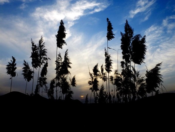 به زیبایی نیزارها درگچساران+تصاویر