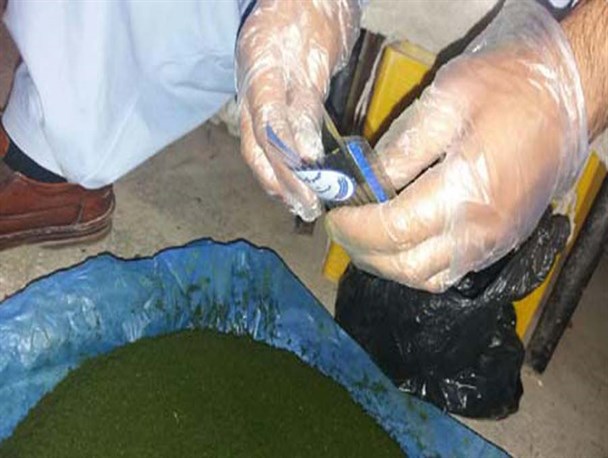 غول بیکاری جوانان را به مصرف مواد مخدر ناس دعوت می کند